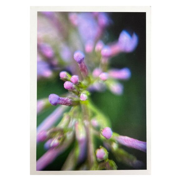 Cottage Series #6 ACEO Macro Photo *Limited Edition* Nature Mini Art Card - Picture 1 of 1